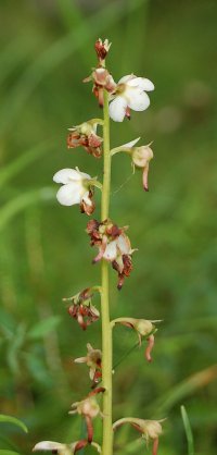 Round-leaved Wintergreen pyrola rotundifolia